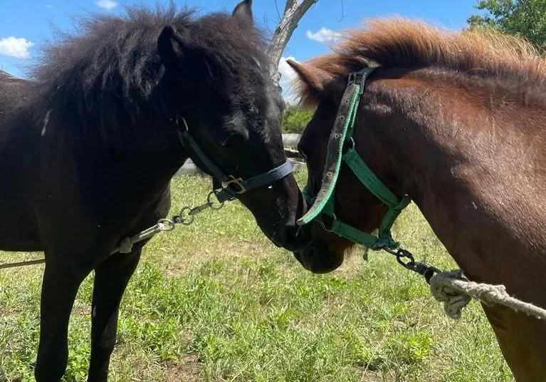 Катание на лошадях - пони